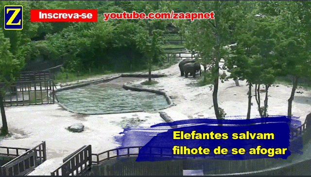 Elefantes salvam filhote de se afogar