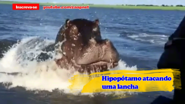 Hipopótamo ataca lancha de Safari na Zâmbia