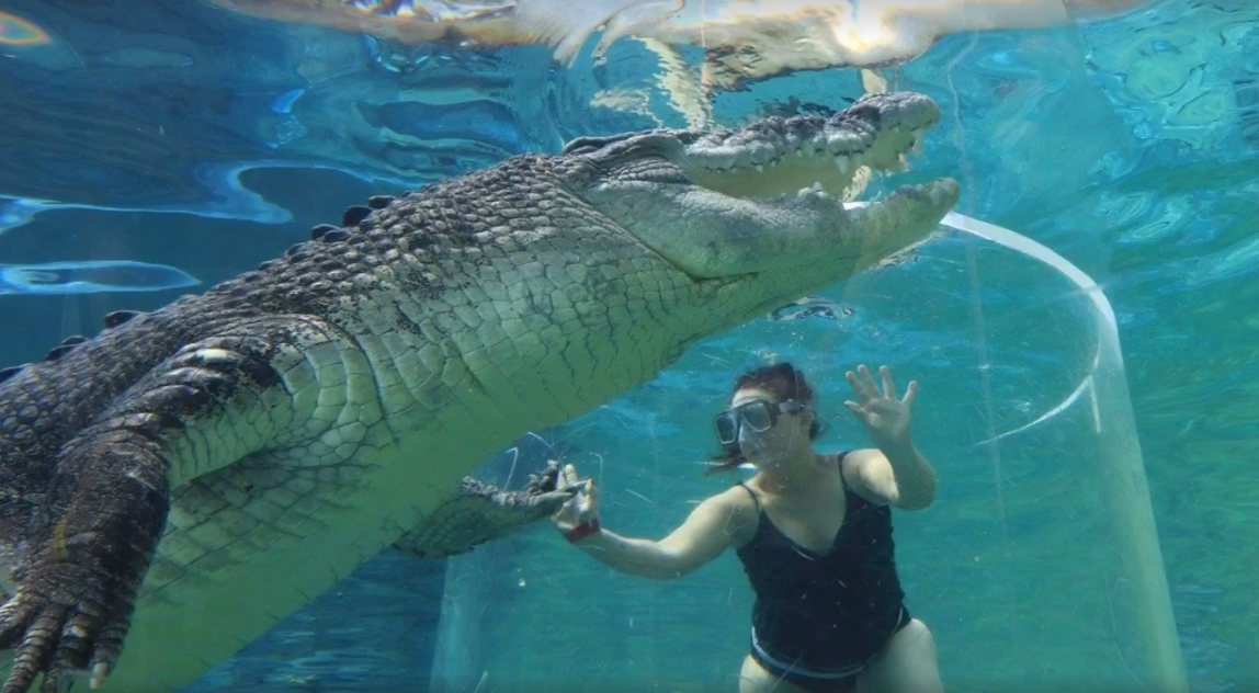 Mergulhe com os Crocodilos e fique cara a cara com o maior réptil do mundo