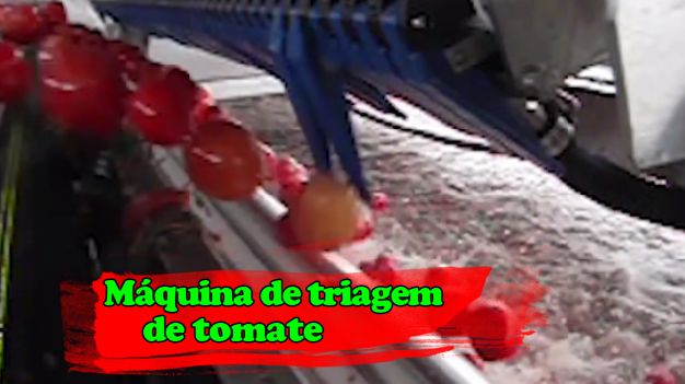 Máquina de triagem de tomate